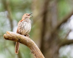 Brown Thrasher 8×10 8″x10″ Photograph Print #2
