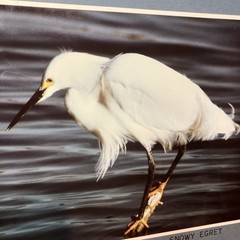 VTG Snowy Egret Sea Bird Art Photography Matted Signed By Artist Beach Decor