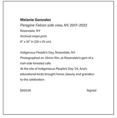 Peregine Falcon side view, Rosendale, NY, 8 x 10 in art photo by Mel Gonz, 2024