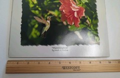 Hummingbird Pro Lab Frame Ready 8×10 Print By Mark J. Harlow 100 Year Archival