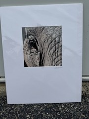 John Fletcher Signed Elephant Eye Photograph 2009 Fine Art Print