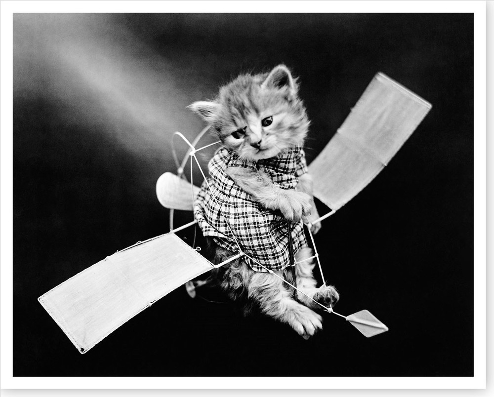 Aviator Kitten Cat Dressed In Clothes Harry Whittier Frees Silver Halide Photo