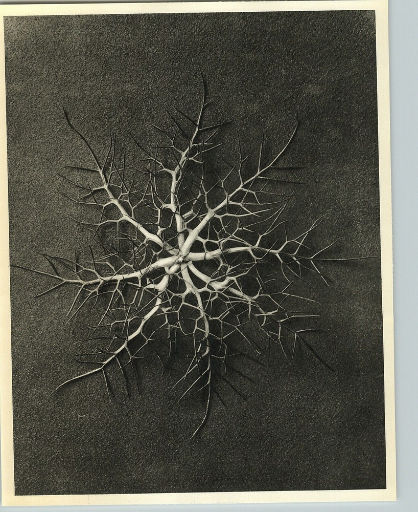 1942 Original BOTANICAL PLANT Love-in-a-Mist Flower Photo Art KARL BLOSSFELDT