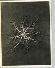 1942 Original BOTANICAL PLANT Love-in-a-Mist Flower Photo Art KARL BLOSSFELDT