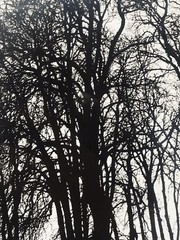 Clemens Kalischer Silver Gelatin Photograph Near Celigny Switzerland. Signed