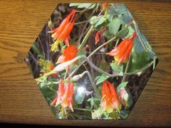 CRIMSON COLUMBINE, wall hanging, Printed-on-metal Hexagonal Photo, 11×9.5 inches
