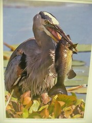 MATTED PHOTOGRAPHY Fishen Great Blue 2 in Paynes Prairie By Dom Martino 16x20in
