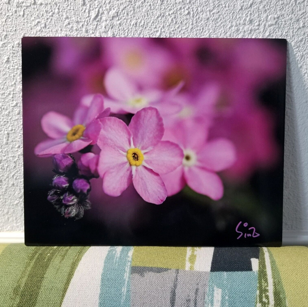 Original Wildlife Photo Metal Print LE Signed COA Forget-Me-Not Picture 8 x 10