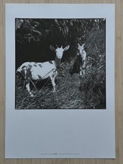 🎈Daido Moriyama REPO 1 1994 Limited Ed Portfolio w/ 17 Prints No.153/350 Japan