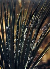 Yucca plant Epsom photo paper 8½” x 11″ print image 7″ x 9¼”