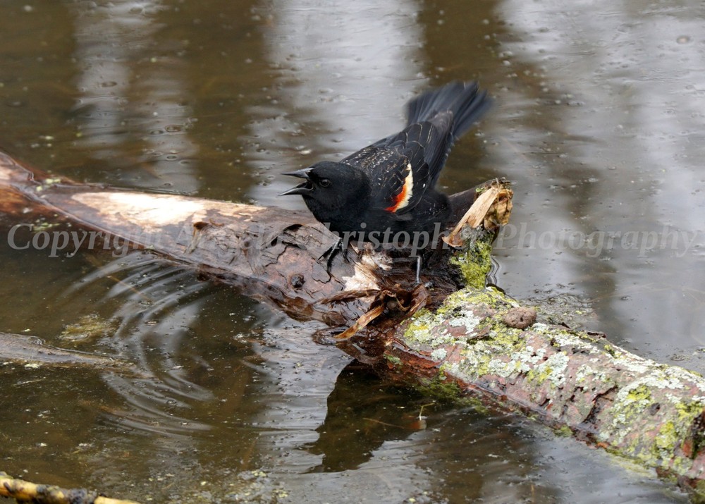 Original ACEO photo fine art print 2.5 x 3.5 in. RED-WINGED BLACKBIRD VOCALIZING