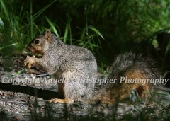 Original ACEO photo fine art print 2.5 x 3.5 inches SUNLIT SQUIRREL eastern fox