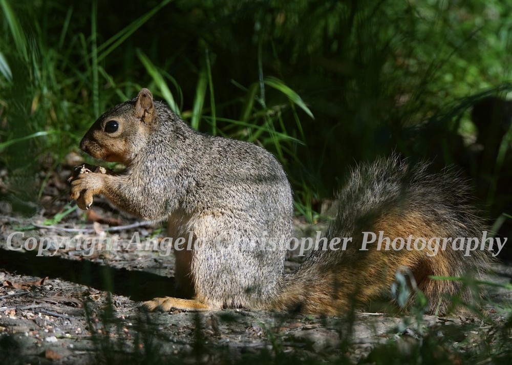 Original ACEO photo fine art print 2.5 x 3.5 inches SUNLIT SQUIRREL eastern fox