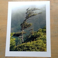 Oregon coast windblown tree Epsom photo paper 8½” x 11″ print image 7″ x 9¼”
