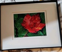 Wet Autumn Morning Floral Art Print With Mat signed Jack Kennealy 8×10