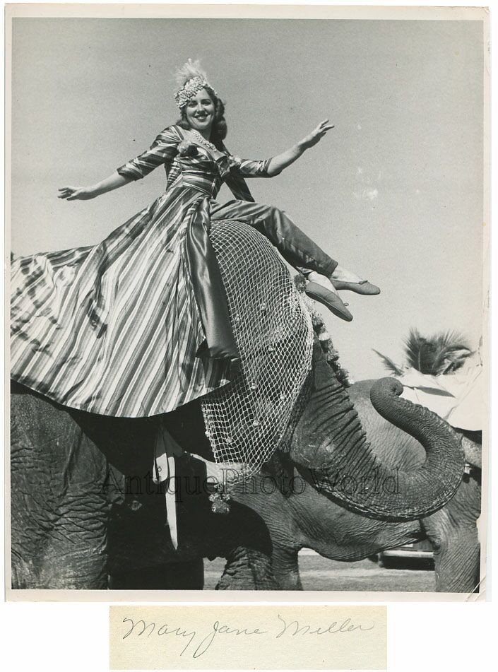 M. J. Miller circus performer on elephants vintage photo