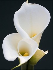 ART.COM Canvas Wall Art Prints White Calla Lilies by Jamie & Judy Wild, Botan…