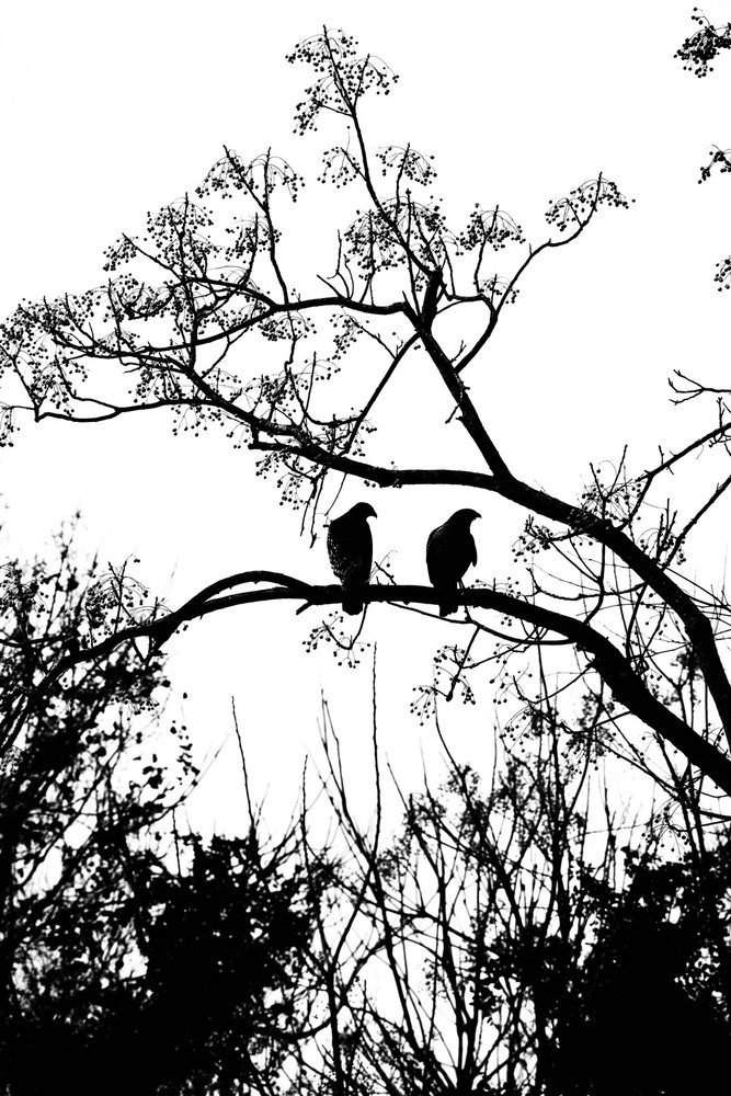 “Birds of a Feather” Nature Wall Art & Prints