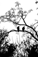 “Birds of a Feather” Nature Wall Art & Prints