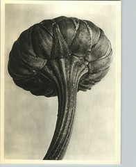 1942 Original BOTANICAL PLANT Oxeye Daisy Flower Photo Art KARL BLOSSFELDT