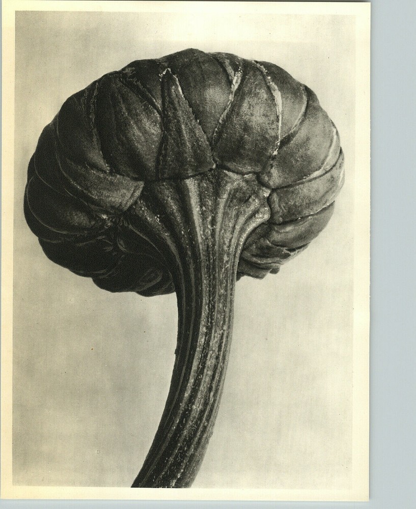 1942 Original BOTANICAL PLANT Oxeye Daisy Flower Photo Art KARL BLOSSFELDT