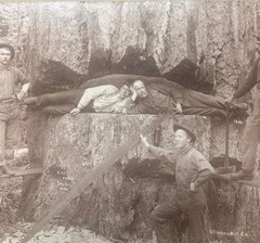 Antique GEORGE W KIRK Stimson Mill MASSIVE Cedar TREE Everett Washington PHOTO