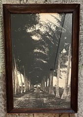 Vintage Framed Sepia Photograph – Historic Coconut Palm Plantation Avenue 17×11