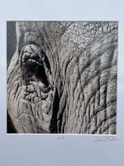 John Fletcher Signed Elephant Eye Photograph 2009 Fine Art Print