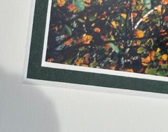 Jay Steinke Hungry Jake Lake Fall Leaves Minnesota Signed Photo Matted 19×16