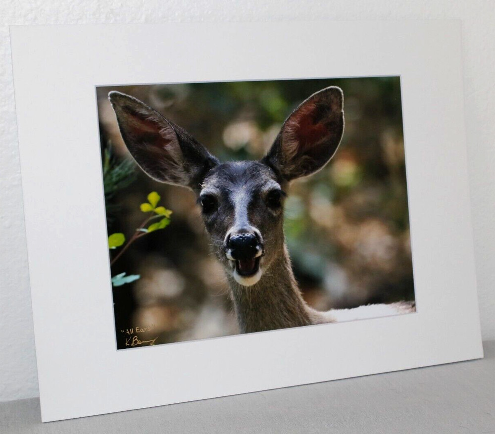 Deer Wildlife Photo 8″ x 10″ in 11″ x 14″ White Matte Signed by Kim Barry