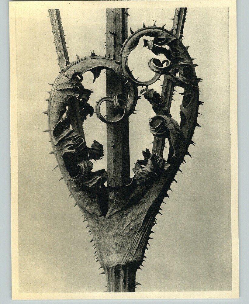 1942 Original BOTANICAL Cutleaf Teasel PLANT Flower Photo Art KARL BLOSSFELDT