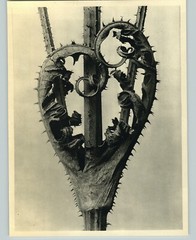 1942 Original BOTANICAL Cutleaf Teasel PLANT Flower Photo Art KARL BLOSSFELDT