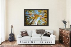 Nature Photography Print – Looking Up in Trees Great Smoky Mountains Tennessee