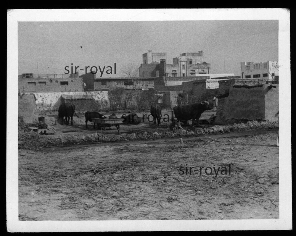 Lahore in Pakistan 1959 – water buffalo in the suburbs – 1950s – photo 9×7 cm