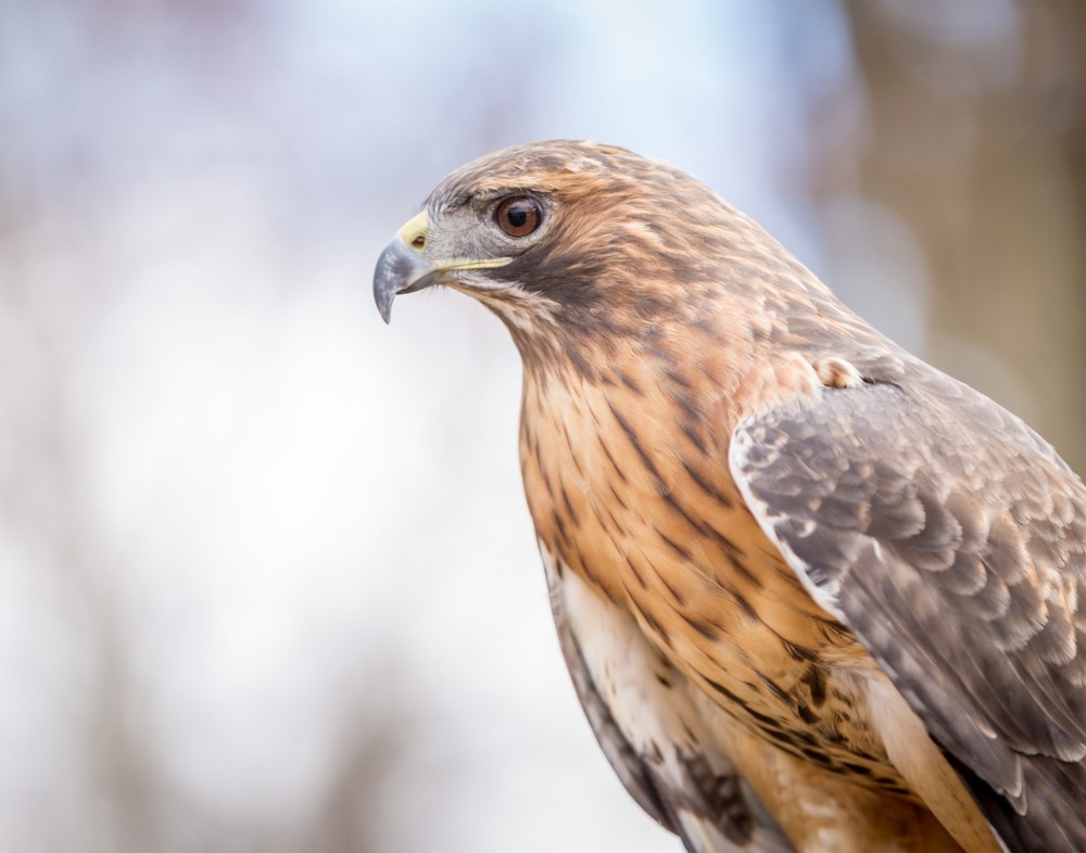Red-Tailed Hawk 11×14 Photograph Print 11″x14″