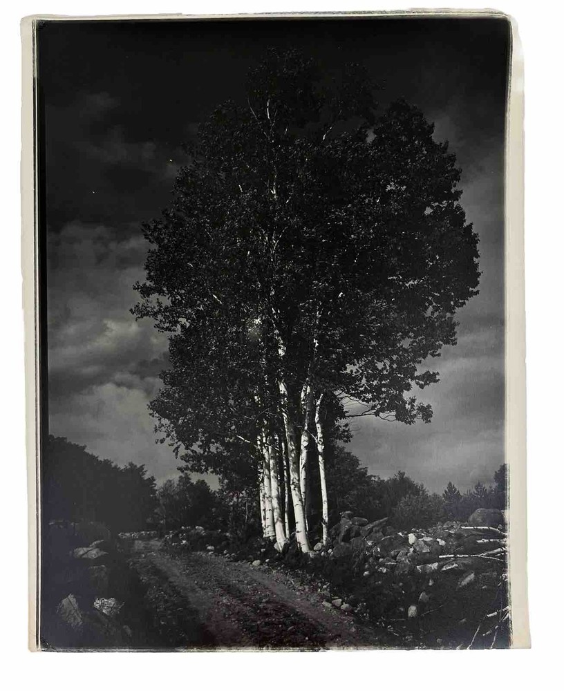 Vintage Lrg Black & White Photograph Photography Print White Birch Trees Nature