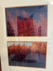 Nicely Framed Set of 2 Photographs of Trees