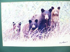 Gerry Lamarre Wildlife Photograph Print Brown Bear Family Matted 16″ x 12″