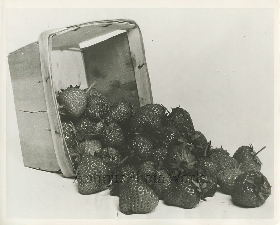 Strawberries with basket antique still life photo