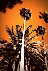 Palm Tree Beach Wall Art Print 5×7 – Coastal Landscape Photography Décor