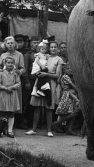 LOT 4x, elephant in the circus, funny, artists, vintage fine art negative 1950’s
