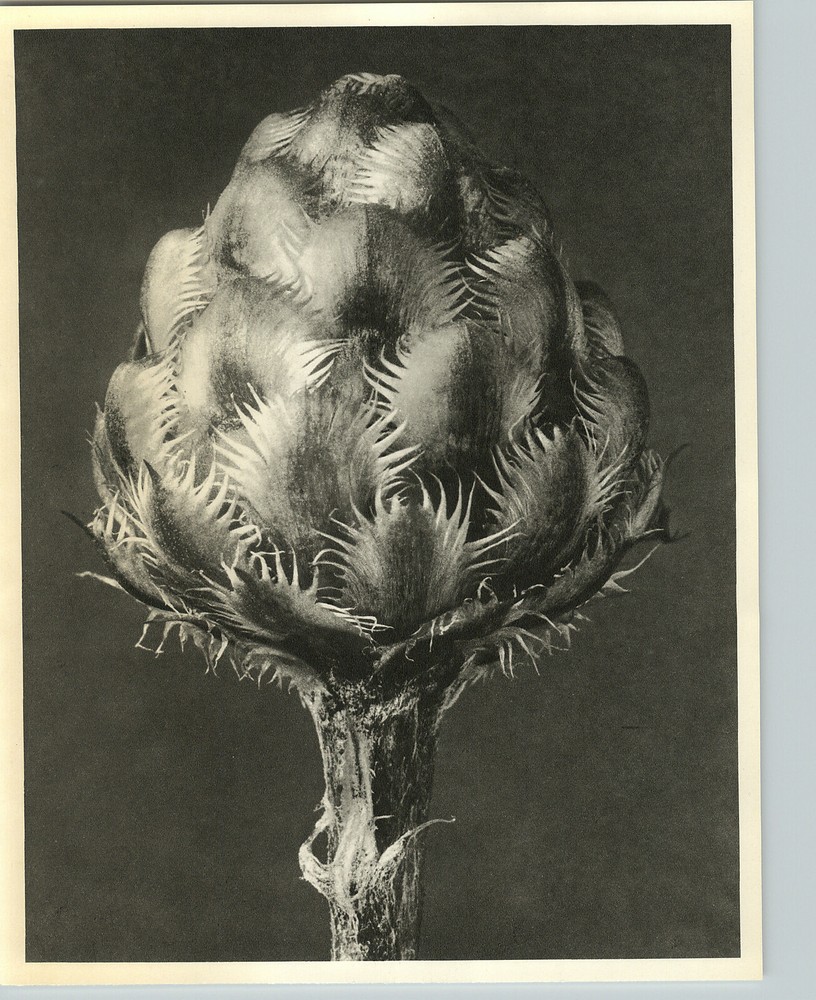 1942 Original BOTANICAL Centaurea Grecesina Flower Photo Art KARL BLOSSFELDT