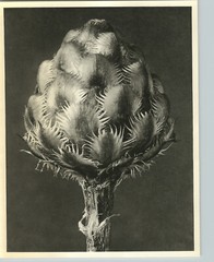 1942 Original BOTANICAL Centaurea Grecesina Flower Photo Art KARL BLOSSFELDT