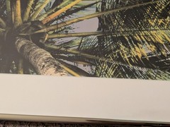 Vintage 1994 Robin L White Signed Palm Tree Tropical 23½”x10⅞”Framed Photo