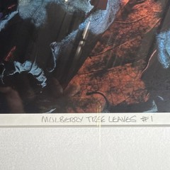 Steve Buck ‘Mulberry Tree Leaves #1’ Signed Framed Color Photograph 2020