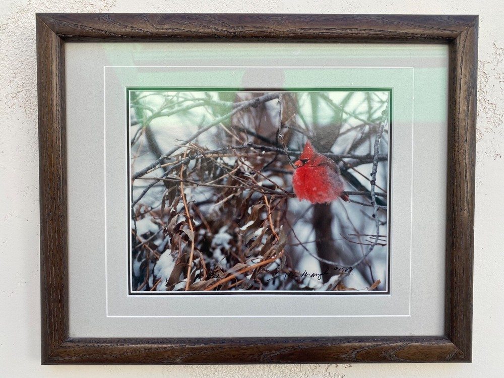 Thomas Mangelsen “Colors of Winter” Cardinal Nebraska Framed Photography 