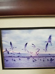 Barry Gamow Framed Double Matted Signed Photograph Sea Gulls Beach Seashore