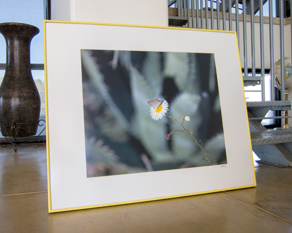 Art Photography Print with Desert Agave and Butterfly
