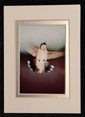 Wall Art Photography Hummingbirds Butterflies Garden 3×5 Photo Prints 4×6 Mats