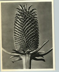 1942 Original BOTANICAL PLANT Wild Teasel Flower Photo Art KARL BLOSSFELDT